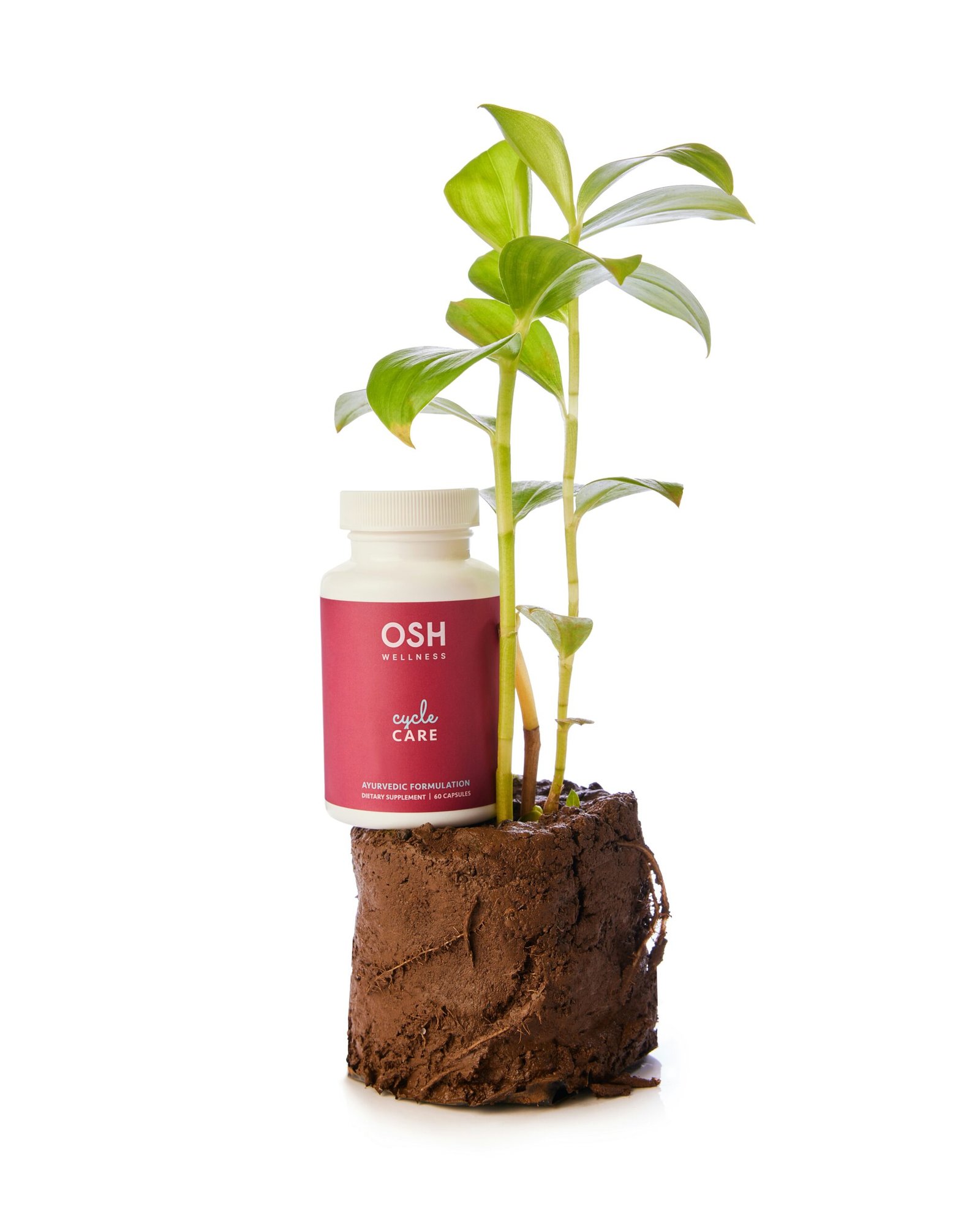 A plant growing out of a rock next to a bottle of h2o